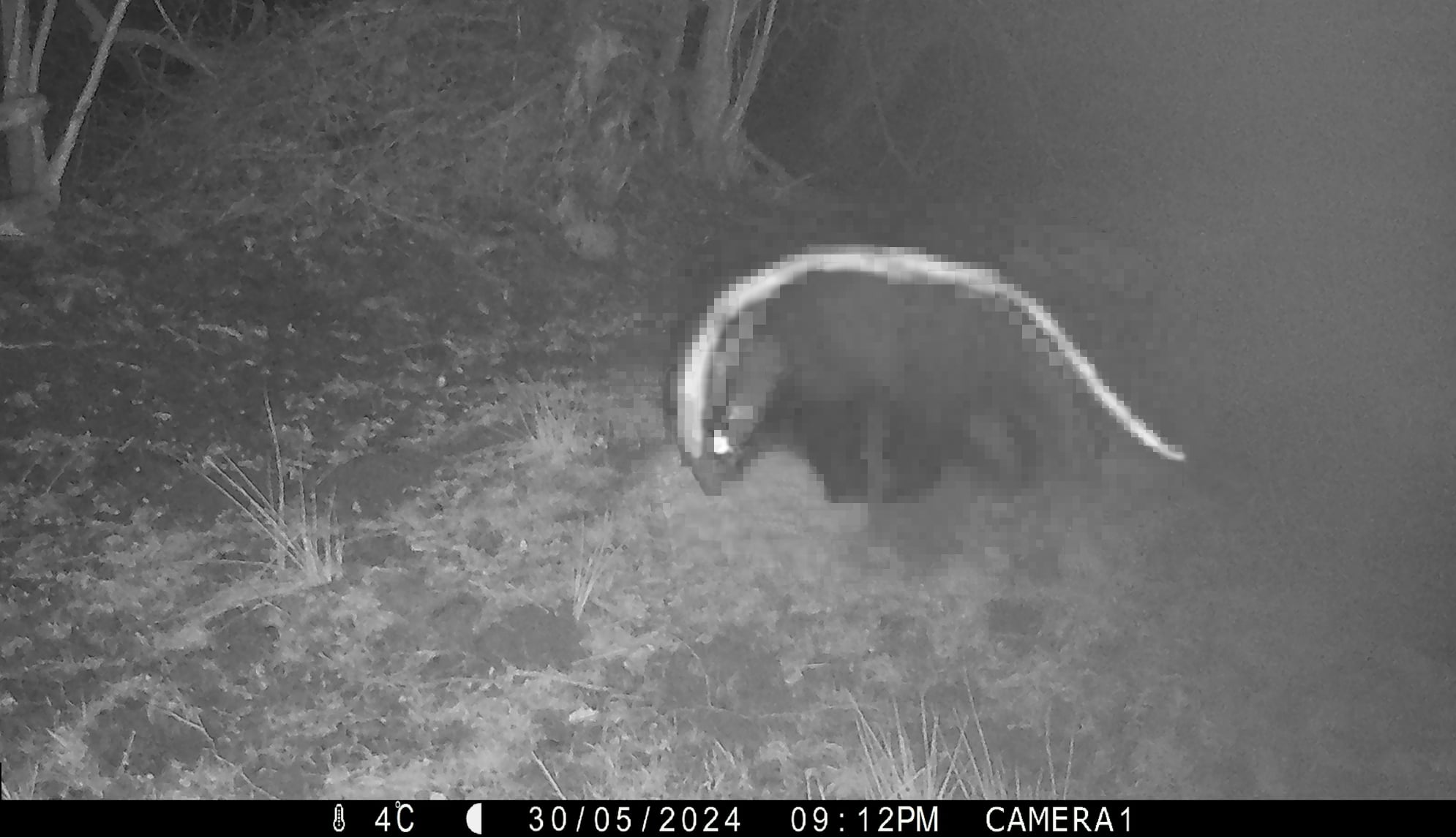 Suspected Badger photo from camera trap